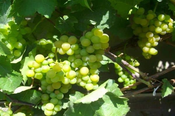 vynuogių auginimo veislės