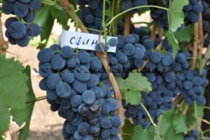 Sfinkso vynuogių aprašymas ir savybės, auginimas ir priežiūra