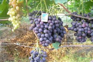 Beskrivning och egenskaper hos strashensky druvsorten, plantering och odling