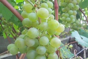 Tukay vynuogių veislės ir auginimo aprašymas ir savybės, pranašumai ir trūkumai