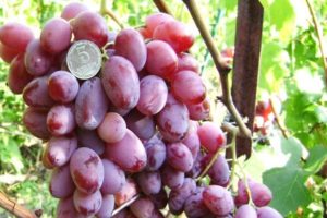 Viktora vīnogu apraksts un raksturojums, plusi un mīnusi, audzēšana