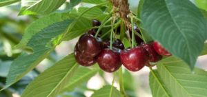 Beskrivning och egenskaper hos körsbärsorter Sortering, historia och funktioner för odling