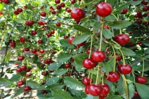 Beskrivning och egenskaper hos körsbärsorten Bulatnikovskaya, finesserna för odling och vård