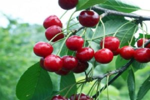 Beskrivning och egenskaper hos Bystrinka körsbärsorten, historia, plantering och vård