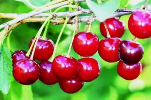 Beskrivning av olika kanadensiska körsbär Precious Carmine och egenskaper hos frukt