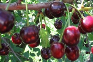 Descrizione della varietà e delle caratteristiche delle ciliegie da frutto Ghirlanda, semina e cura
