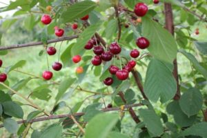 Beskrivning och egenskaper hos körsbärsorten Igritskaya, funktioner för odling och vård