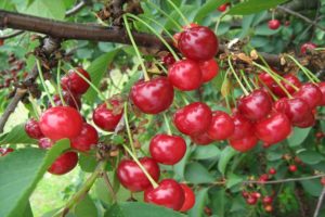 Beskrivning av körsbärsorten Leksak och egenskaper hos frukt, odling och regler för vård