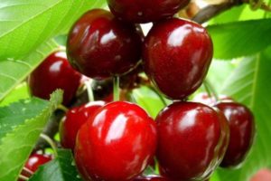 Vyšnių veislių „Izobilnaya“ aprašymas ir savybės, privalumai ir trūkumai, auginimas