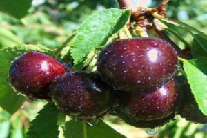 Beskrivning och egenskaper hos Kent cherry-sorten, fördelar och nackdelar, odling