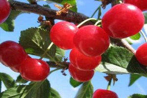 Beskrivning av körsbärsorter Krasa Severa och egenskaper hos frukt och träd, odling