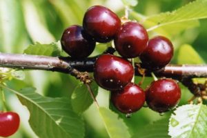 Uppfödningshistorik, beskrivning och egenskaper hos Minx körsbärsorten och odlingsregler