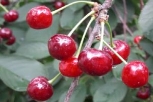 Beskrivning och egenskaper hos den Persistent körsbärsorten, dess fördelar och nackdelar