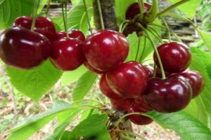 Beskrivning av Uyfehertoi Fyurtosh körsbärsorter och historia, odlingsegenskaper