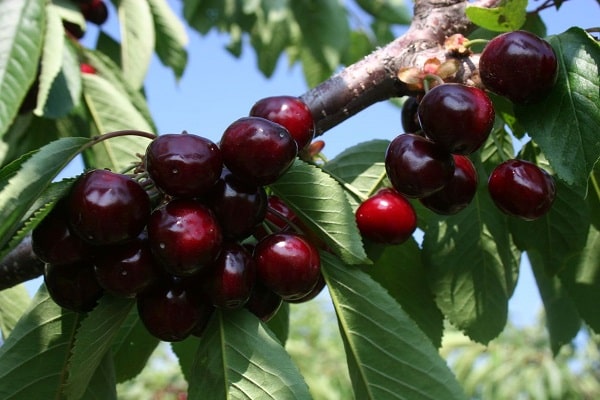 Beskrivning av körsbärsorten Valery Chkalov och egenskaperna hos frukt, för- och nackdelar, odling