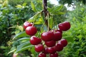Beskrivning och egenskaper hos Vechernyaya Zarya körsbärsort, historia och odlingsregler
