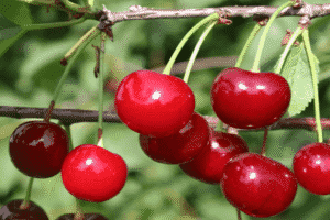 Beskrivning och egenskaper för utbytet av körsbärsorten Zhivitsa och odlingsegenskaper