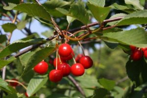 Beskrivning och egenskaper hos Vita cherrysorten och dess frukt, växande regler och vård