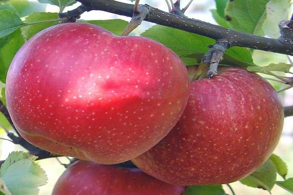 veislių obuolių