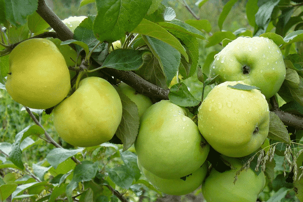 æble træ Antonovka