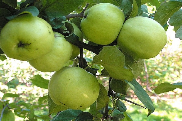 mogna äpplen