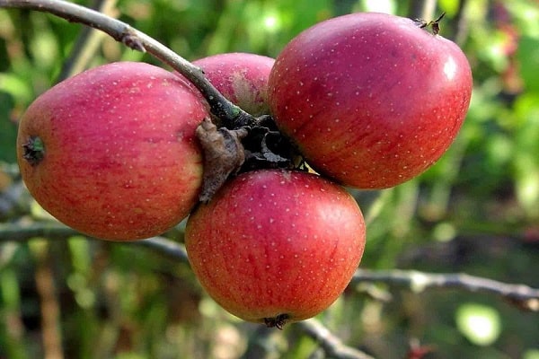 јабука беркутовское