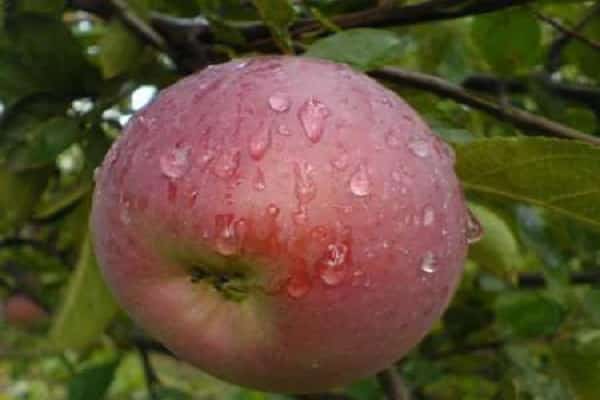 врсте јабука