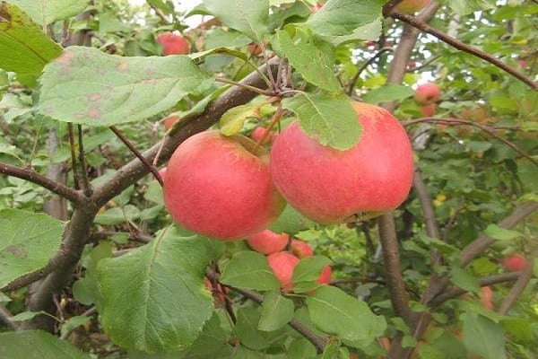červené jablká