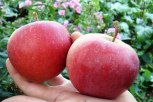 Popis a vlastnosti odrůdy jablek Dobré zprávy, výsadba a pěstování