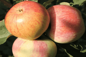 Obuolių veislės Bumazhnoe aprašymas ir savybės, veisimosi istorija ir derlius