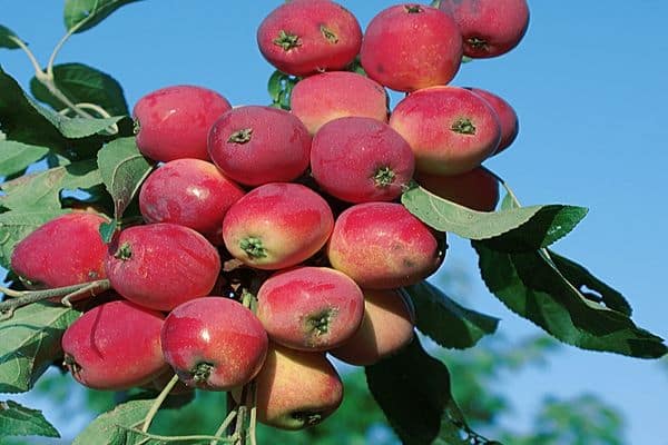 fructe de mere
