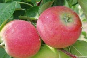 „Eva“ obelų aprašymas ir savybės, jos pranašumai ir trūkumai