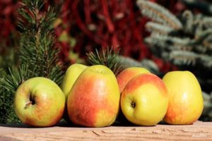 Opis odrody jabĺk Rossoshanskoe Vkusnoe (Amazing), kultivácia a starostlivosť