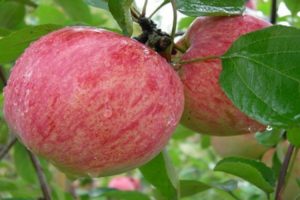 Az almafák fajtájának jellemzői és leírása Fahéjas csíkos, a termesztés története és jellemzői