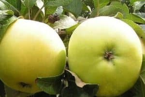 Description et caractéristiques de la variété de pomme Kastel, récolte et stockage, variétés