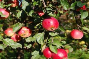 Опис и карактеристике, предности и недостаци сорте и карактеристика гајења јабуке Куинти