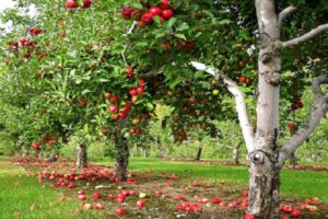 Beschrijving en kenmerken van Lobo-appelbomen, variëteiten, aanplant en verzorging