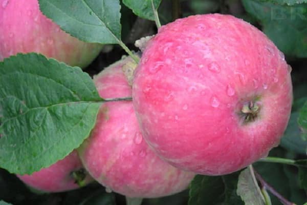 prednost jabuka