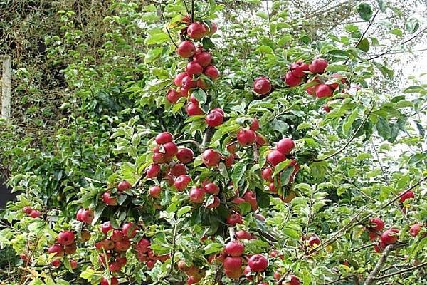vaisių dydis