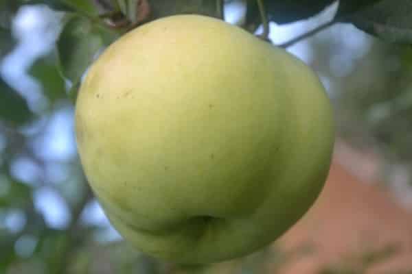 variedades de manzana