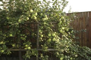 Popis odrůdy moskevských jablek později, vlastnosti odrůdy a plodů, načasování kvetení a zrání