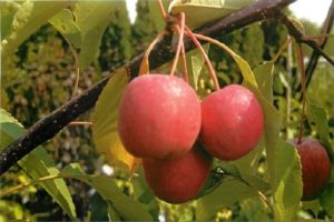 Raudonlapių dekoratyvinių Nedzvetsky obelų veislės aprašymas ir savybės, sodinimas ir priežiūra