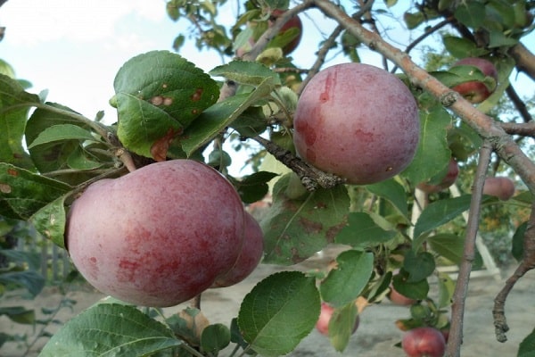 vaisiai ant medžio