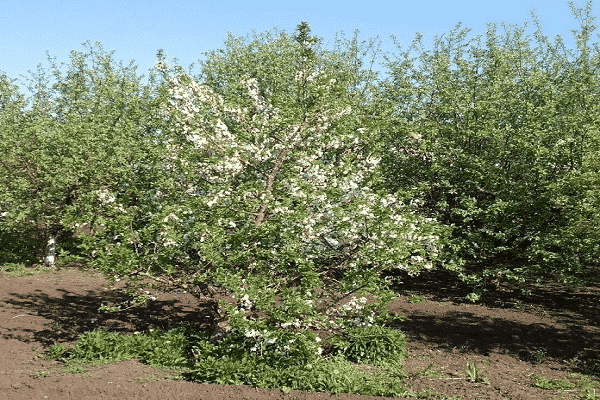 kvitnúci strom