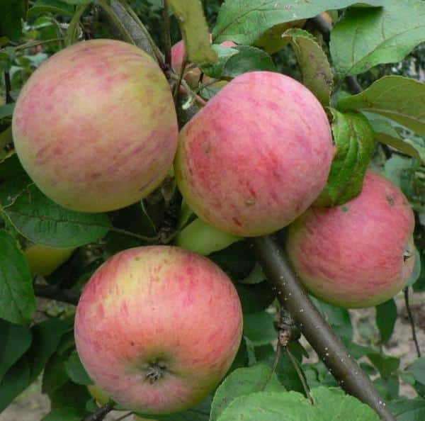 äppelträd spartacus