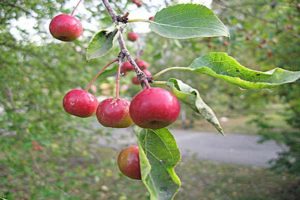 Опис и карактеристике, карактеристике гајења и региони за сорте јабука Поклон за баштоване