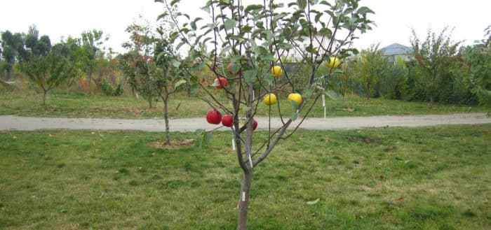 planted apple trees