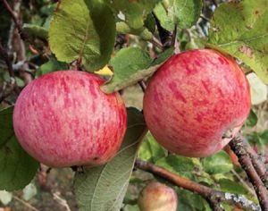 Description de la variété de pomme Streyfling et caractéristiques de culture, caractéristiques de plantation et d'entretien