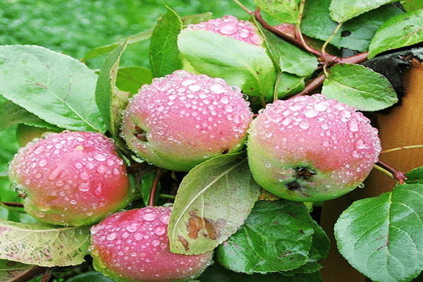 Опис и карактеристике сорте јабука трешње, садња и гајење