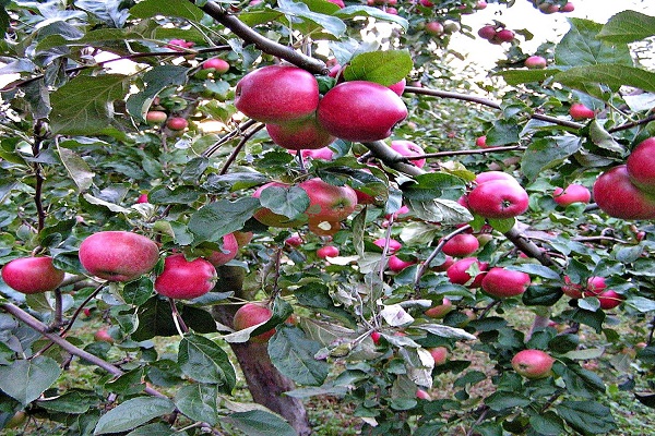 jabloň nesie ovocie